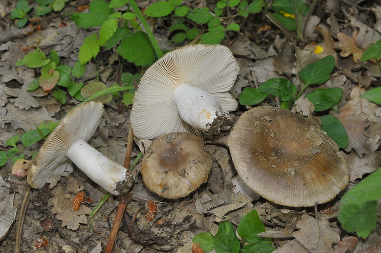 Russula sp. (cfr. R. sororia/R. amoenolens)